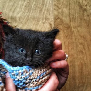 black kitten wrapped in a blue and beige blanket, in front of a plywood wall