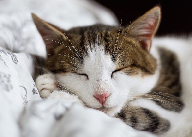 tabby and white cat on textile