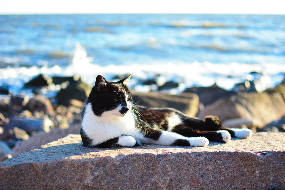 Learning to Surf