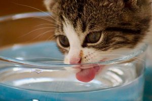 tabby and white kitten drinks from a clear glass water bowl