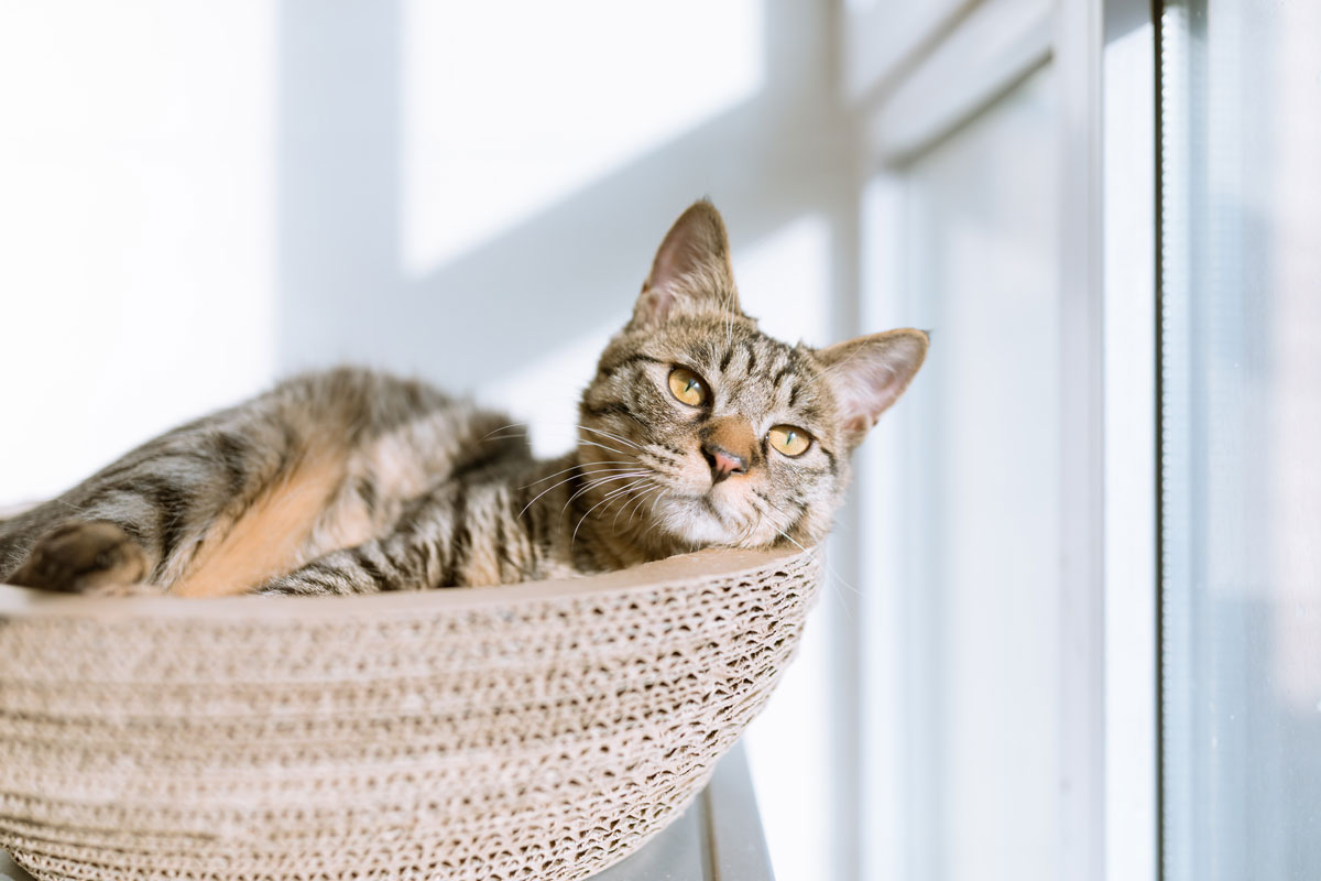 tabby cat in wicker bed resting in sunlight