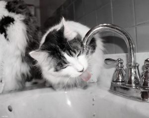 black and white cat drinks from a dripping sink faucet